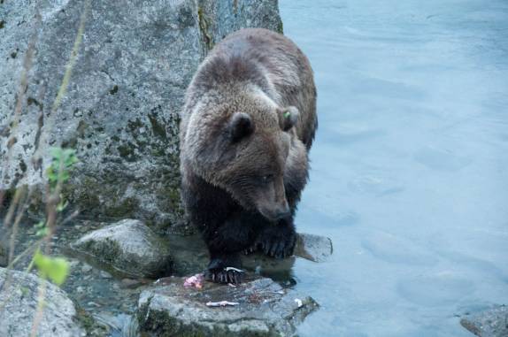 Um grande urso saboreia o salmão que acabou de pescar no rio Chilkat, em Haines, no sudeste do Alaska